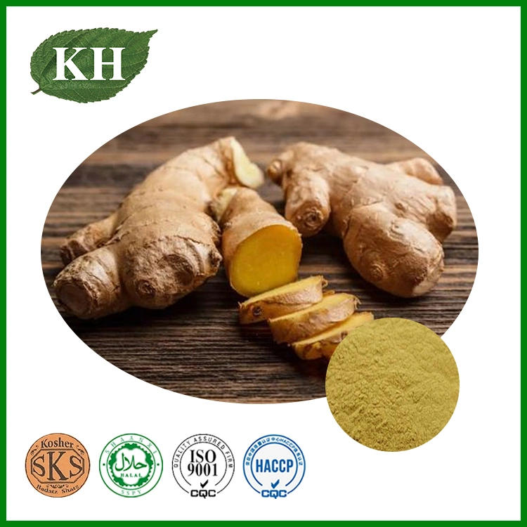 Kingherbs" de 100% Natural Extracto de jengibre 5% al 20% Gingerols