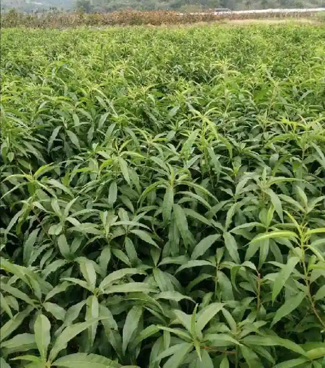 Prunus Persica Var. Nectarina para Mayoristas