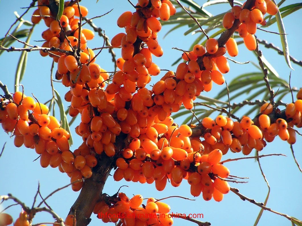 New Crop Frozen Seabuckthorn Berries