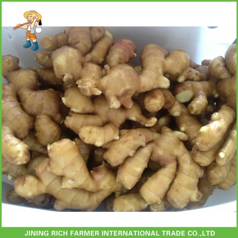 New Crop Fresh Ginger for Sale - Ginger Root Superior Quality From Brazil - Spicy and Fragrant Flavor