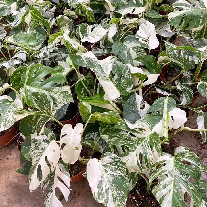 Pépinière de gros de Monstera deliciosa Albo Variegata Monsteras Plantes en pot d'intérieur des plantes vertes