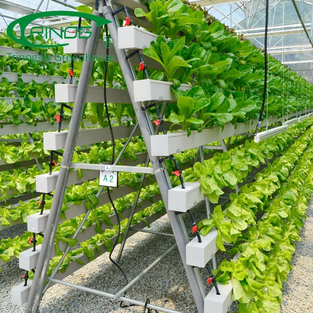 Trinog Greenhouse EIN Rahmen stehen vertikale hydroponics System zum Verkauf