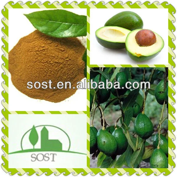 2013 Best Sale Price Persea Gratissima Fruit Extract