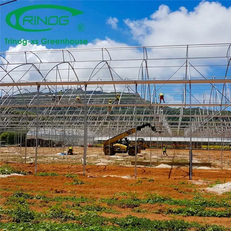 Hot Galvanized Pipe Frame Multi-Span Film Greenhouse with Hydroponics Growing System For Vegetable