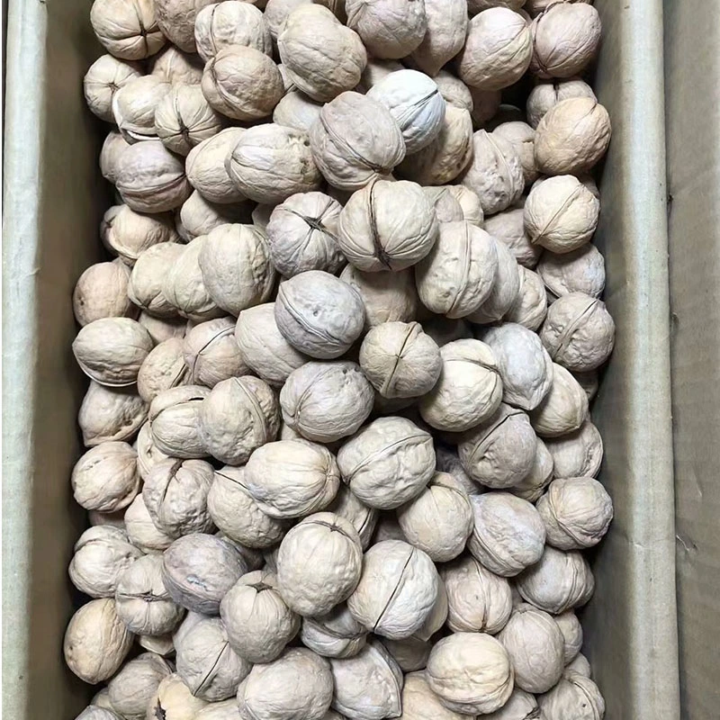 Cheap Walnut Inshell Thin Shell 62% Kernel Rate