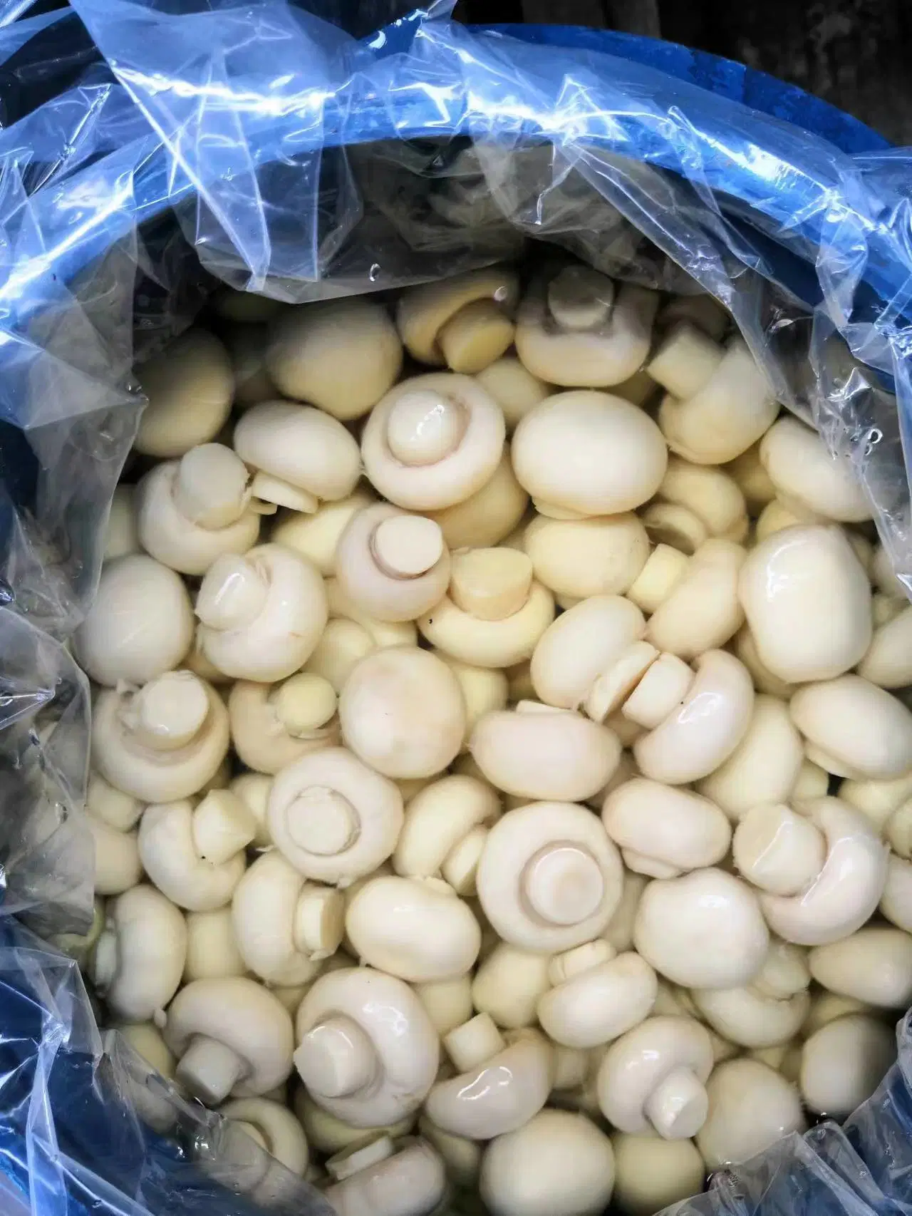 China 2023 New Crop Canned Whole Mushroom