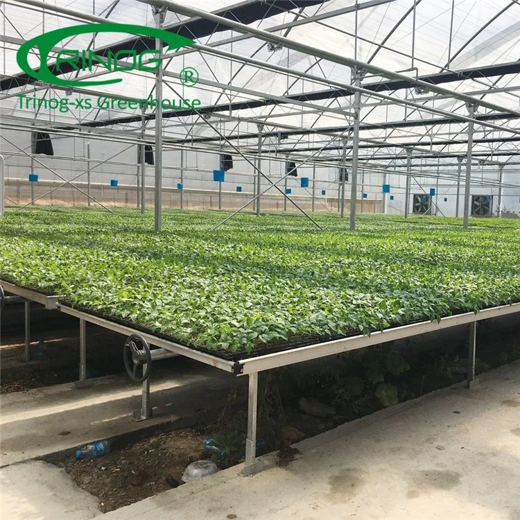 Double Multi-span Film Vegetable Greenhouse with Cultivation Hydroponics System