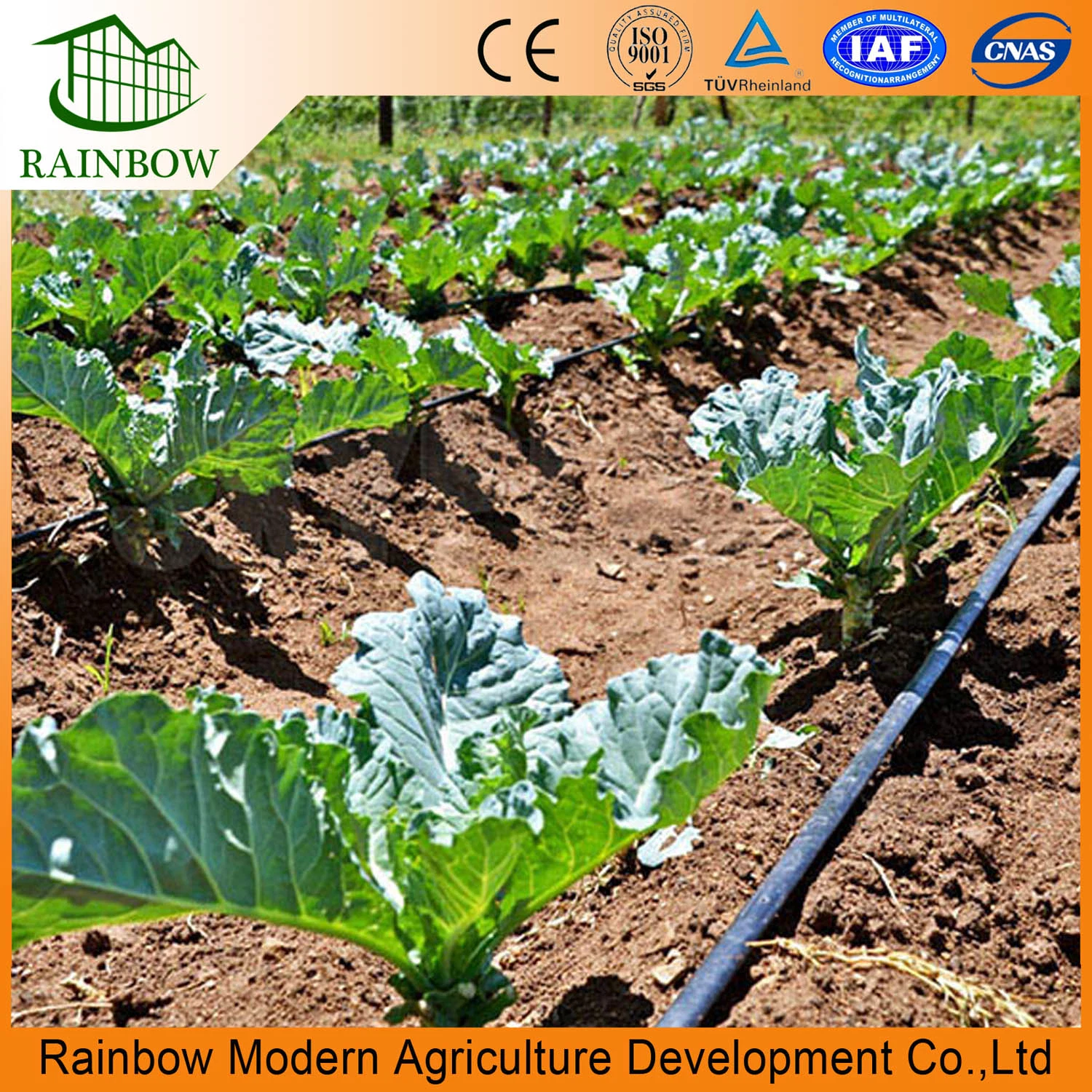 Ecological Agriculture Steel Structure Frame PE Film Greenhouse