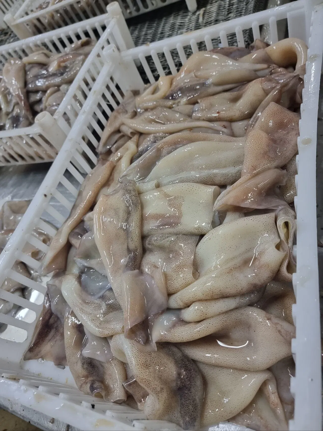 Congelados Lulas sujo tubo/tubo de pota/Calamari/Calamar/Calmar