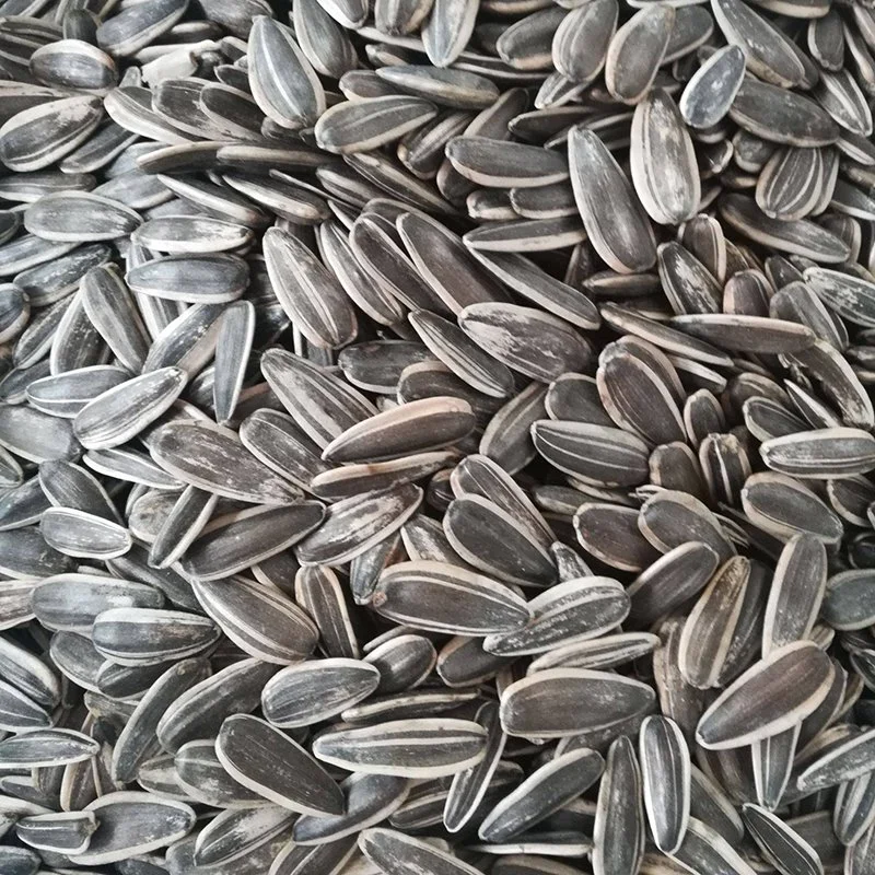 Sun Flower Seeds New Crop Wholesale Chinese Sun Flower Seeds