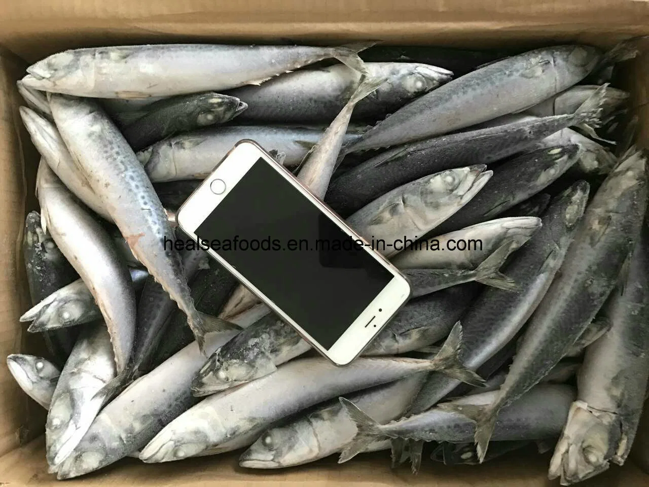 Best Freshness Mackerel Fish for Canned