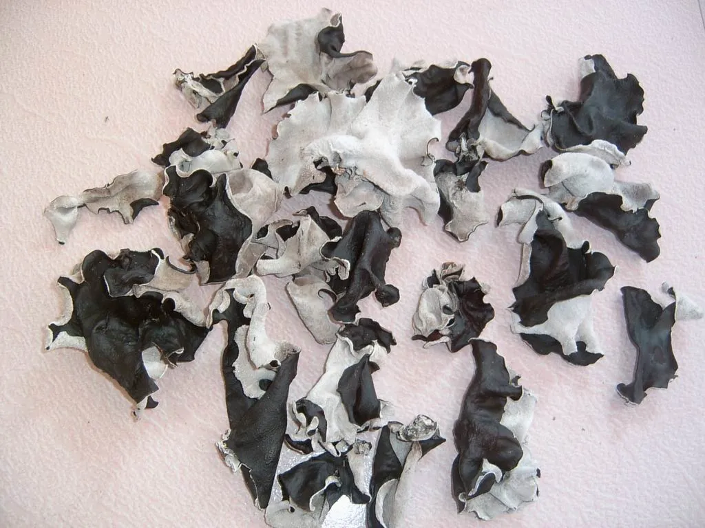 Dried Mushroom White Back, Mu Err Black Fungus