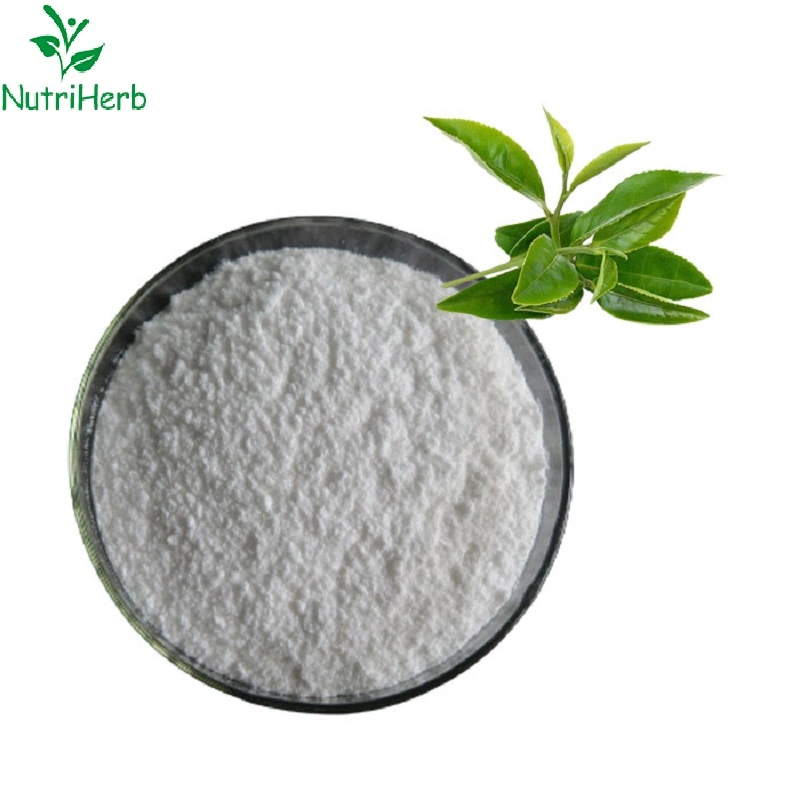 Orangic Green Tea L-Theanine Extract 20% ~ 40% Green Tea Extract