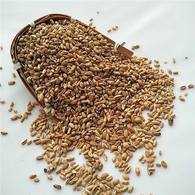 Fu xiao mai Chinese herbal dried Fructus Tritici Levis/Floating wheat/light wheat for sale