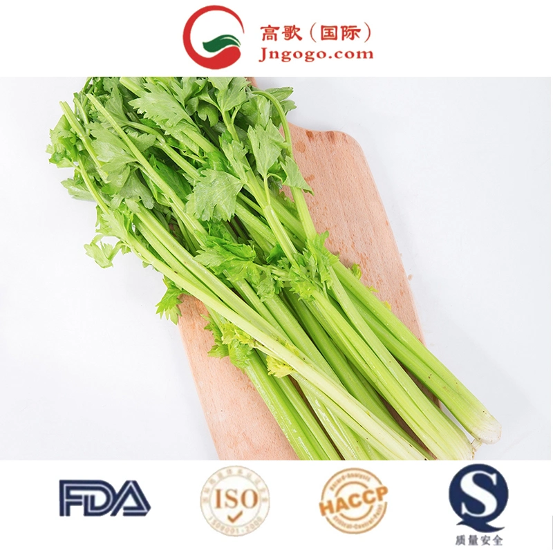 Factory Price Organic Celery Vegetable Powder