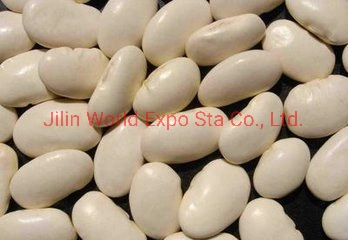 Wholesale/Supplier Dried White Kidney Beans for Food China