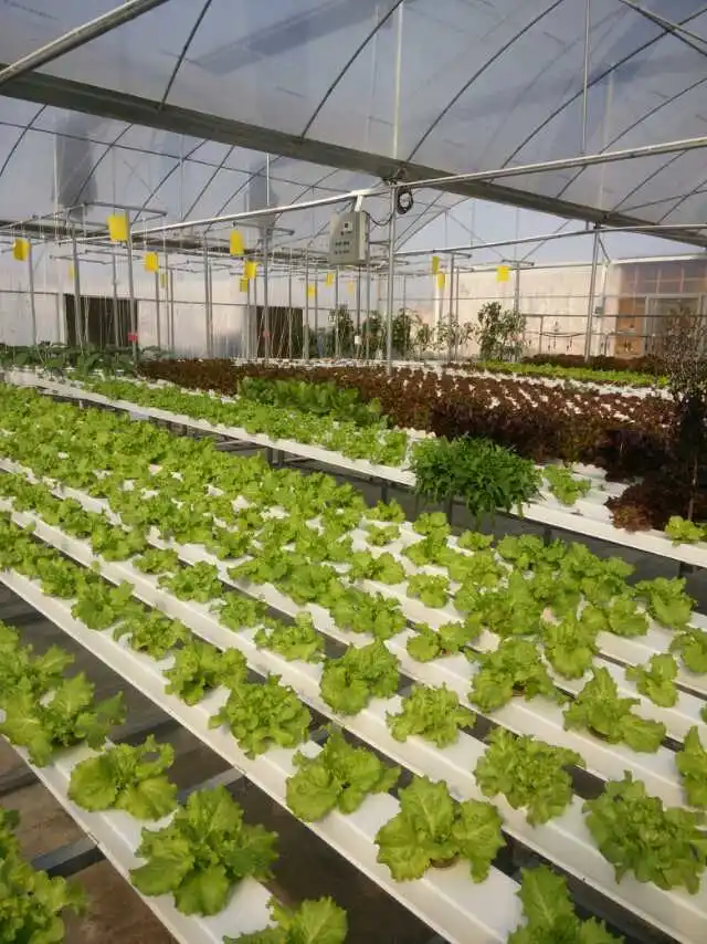 PVC hydroponic Growing NFT Channels System für Salat