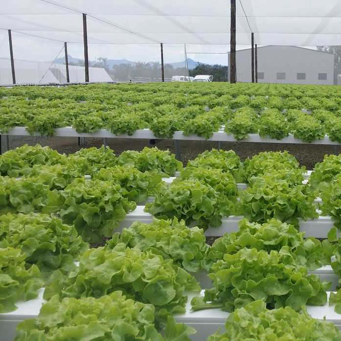 Hydroponics Comercial El cultivo de hortalizas de invernadero sistema NFT