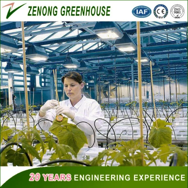 Commercial PC Sheet Greenhouse with Good Quality Price Hydroponics System