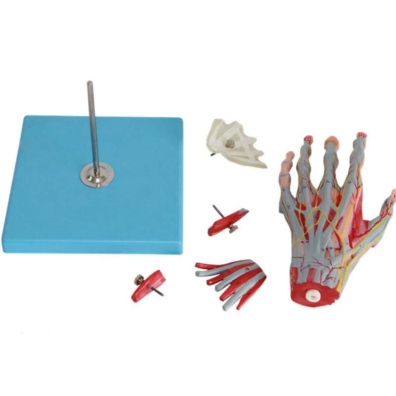 Soft Silicone Laboratory Teaching Display Expansion Hand Dissection Model