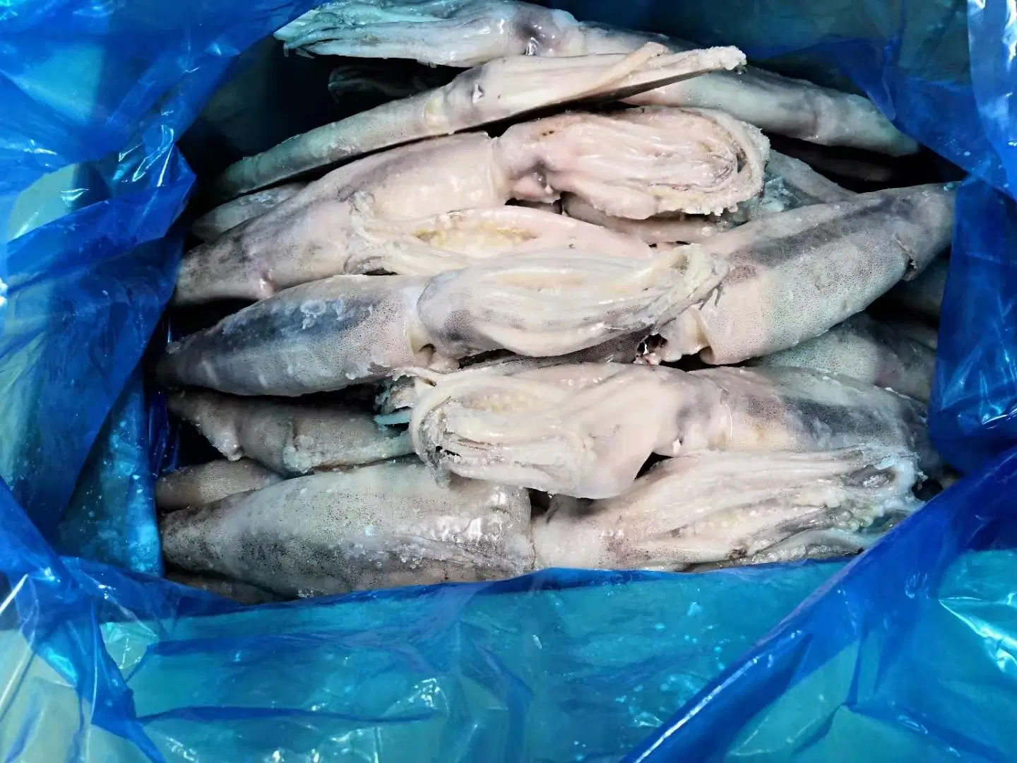 Frozen Whole Round Squid, Calamari, Calmar, Calmar, Sotong, Pota,