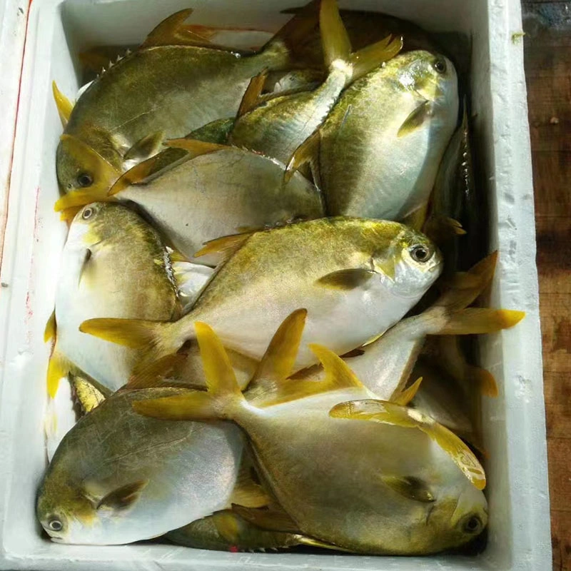 Frozen Seafood Whole Round Fish Aquatic Golden Pomfret Pompano