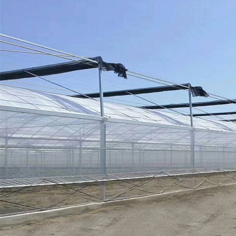 Proffessional Arch Multi-Span Tunnel Greenhouse for Strawberry