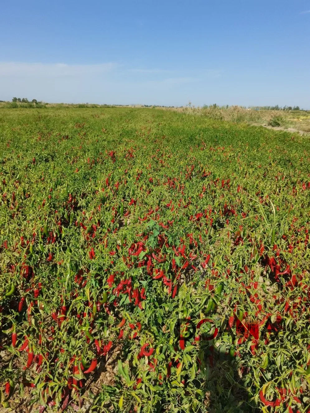 China origen buena calidad molienda Paprika Paprika Pimientos rojos secos