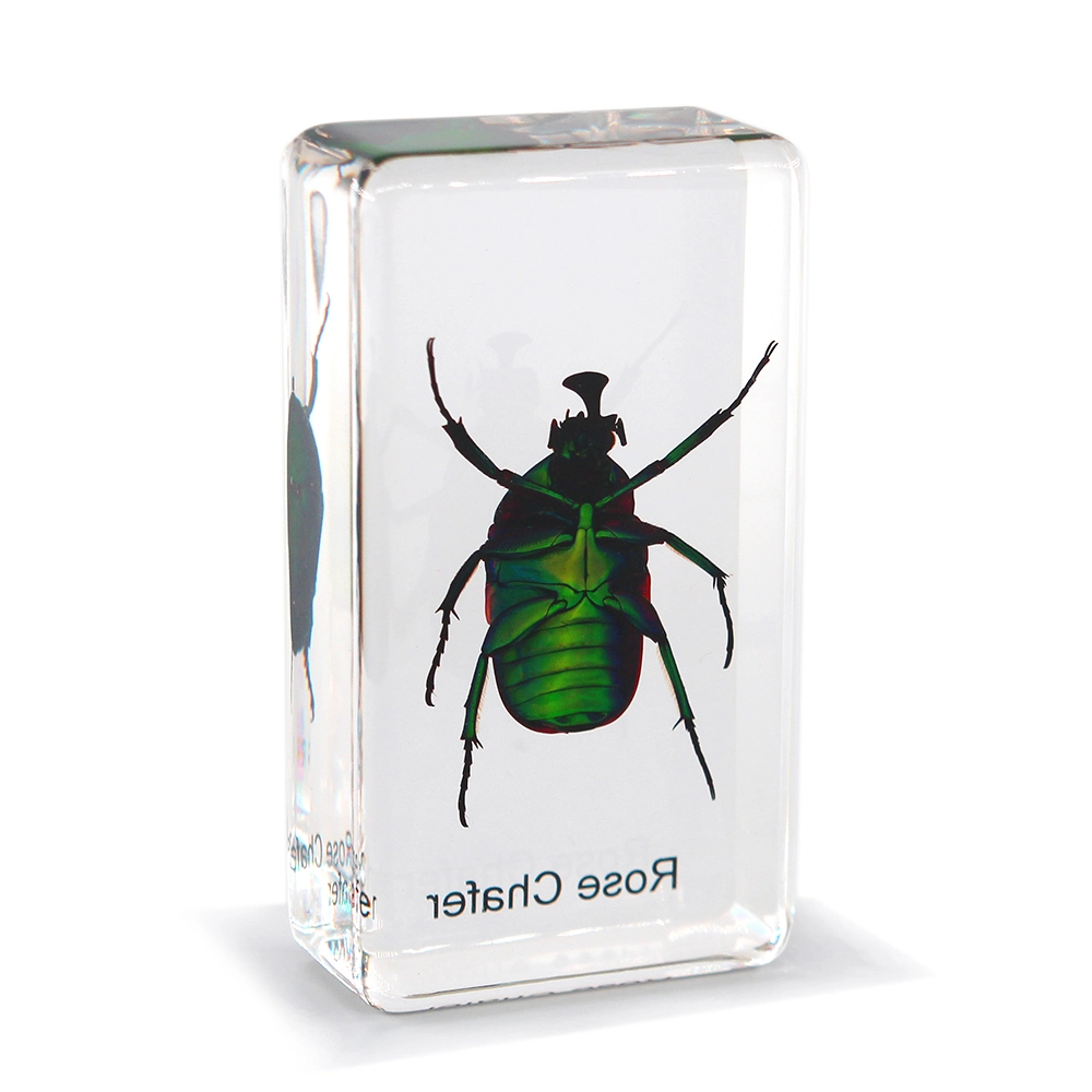 Resin Insect Specimens High Transparent Biological Teaching Aids Art Souvenirs