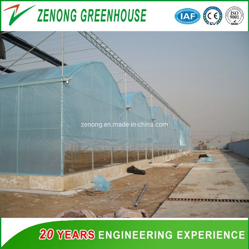 Factory Supply High Transparent Single or Double Film Greenhouse Intelligent Film Greenhouses Vegetable/Flower/Hydroponics Greenhouse for Promotion