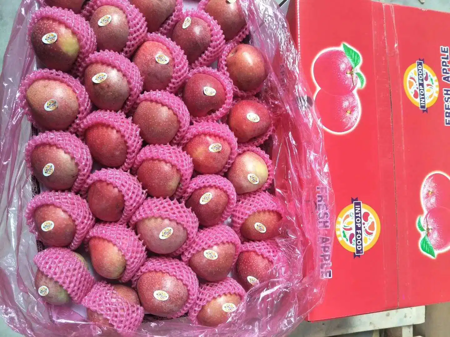 High quality/High cost performance  of Fresh Red Qinguan Apple