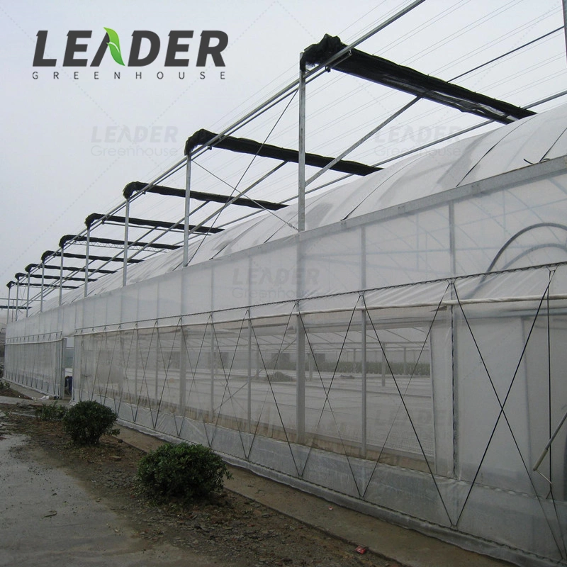 Agricultural HDPE Anti-Insect Net for Greenhouse Vegetables Fruit