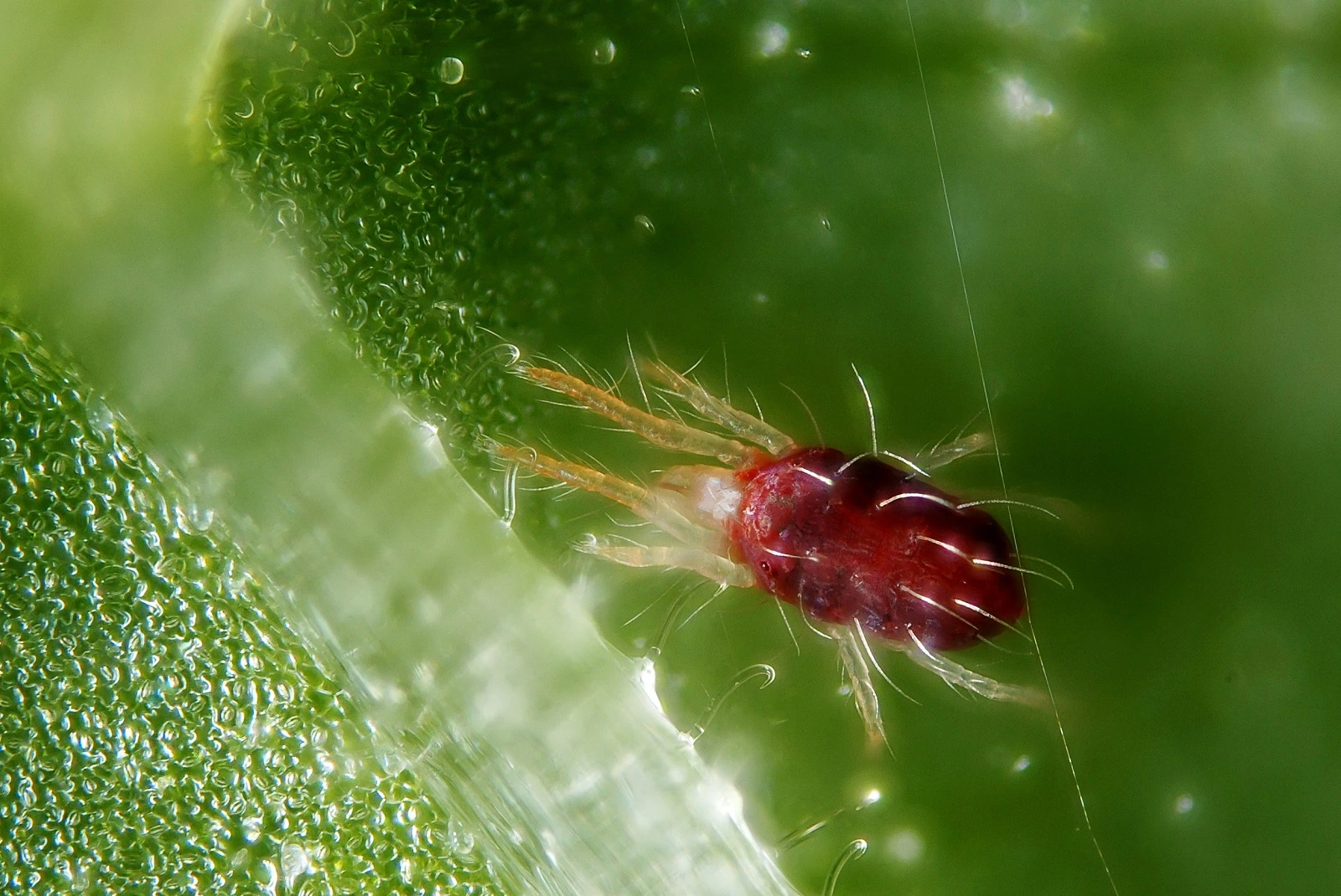 China fábrica de productos químicos agrícolas Fluazinam 500g/L Ce fungicida bactericida