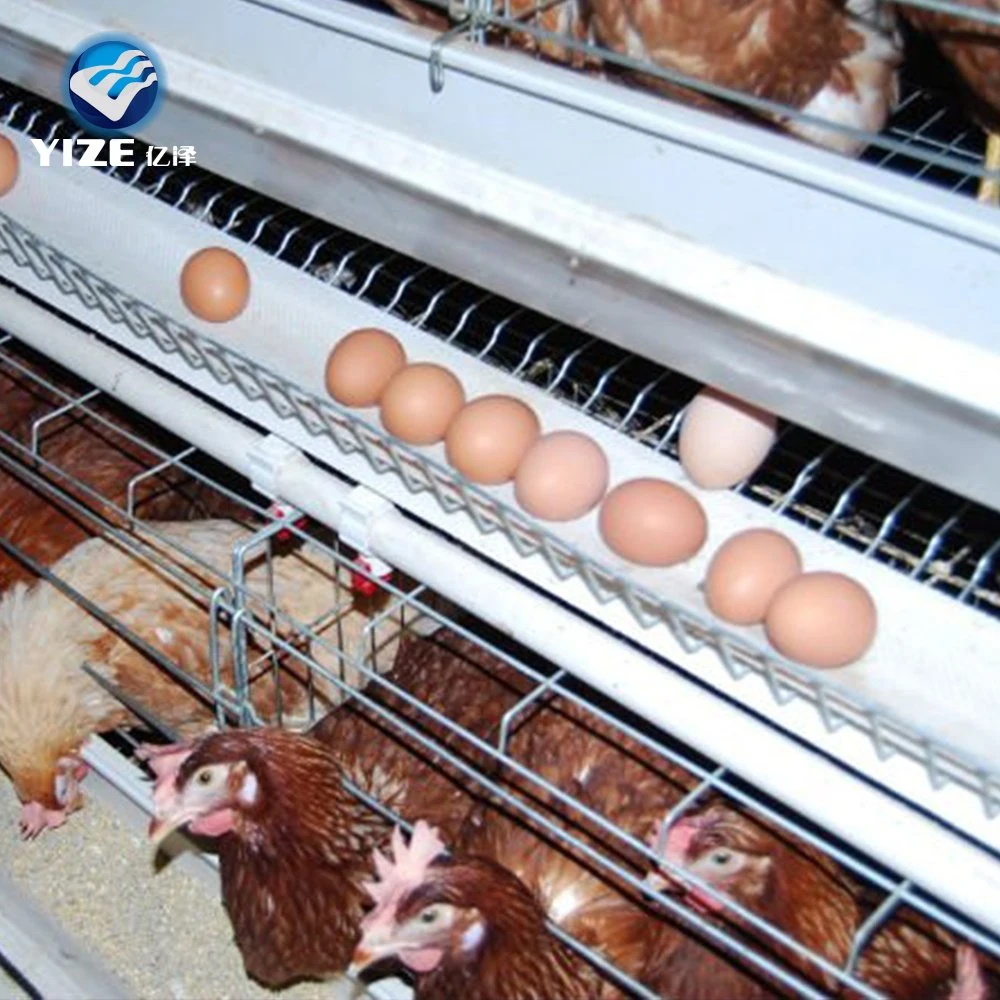 Porte de chargement automatique en acier galvanisé pour éleveuse Hen Coop à couche H-cage Hen Coop