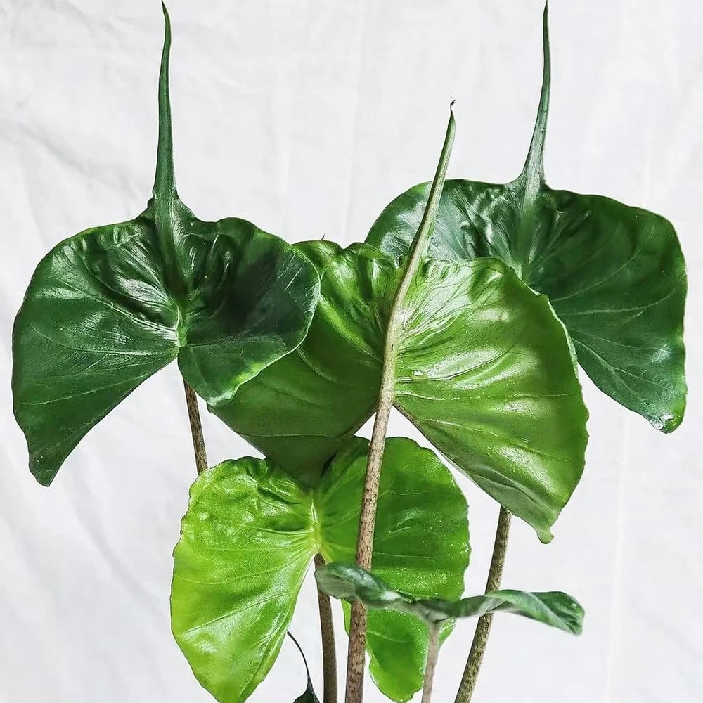 Natural de plantas reales de las plantas de interior Alocasia Stingray