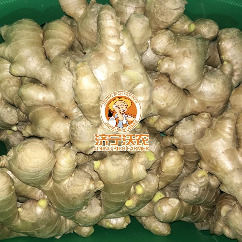 2023 Air Dried Ginger High Quality Chinese Ginger in Carton