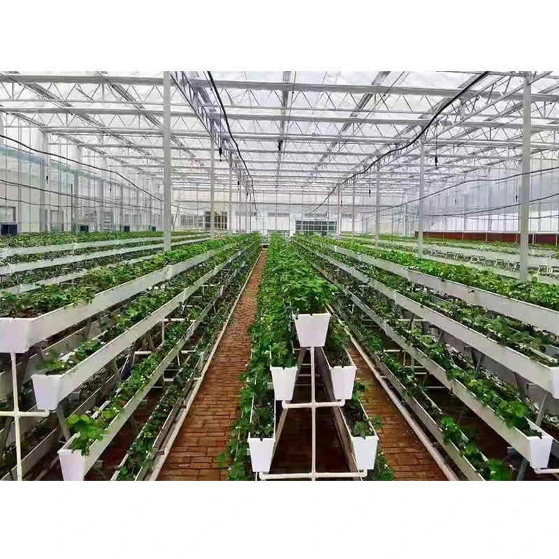 Advanced Multi-Span Plastic Film Greenhouse für Tomaten / Gurke / Paprika / Aubergine / Erdbeere hydroponic Growing System