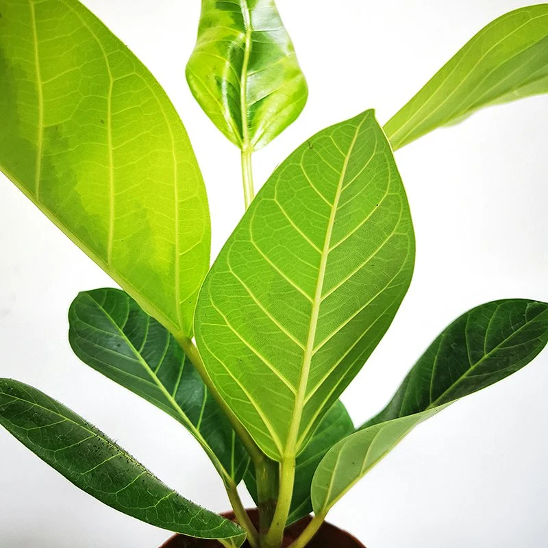 Verde Ficus benghalensis Variegata plantas de interior Venta caliente plantas vivas Flores