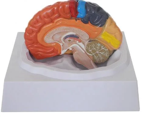 PVC 3D Región funcional anatómica Modelo cerebral pintado