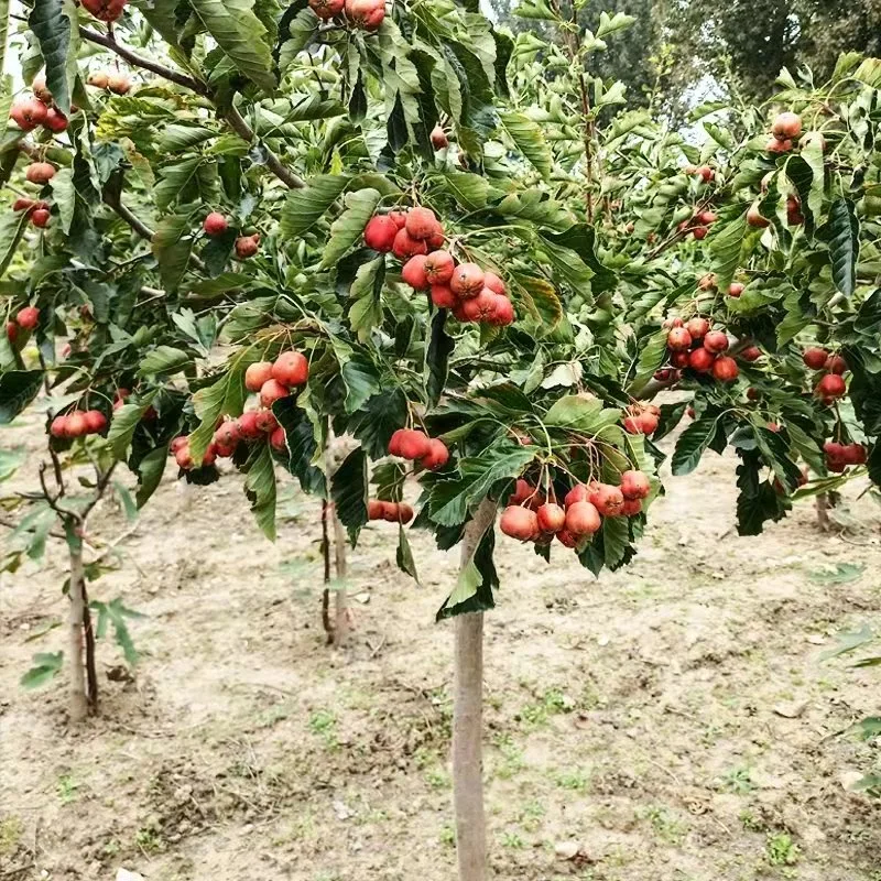 Großhandel Crataegus Pinnatifida Baum Sämlinge Weißdorn Baum Sämlinge Bonsai