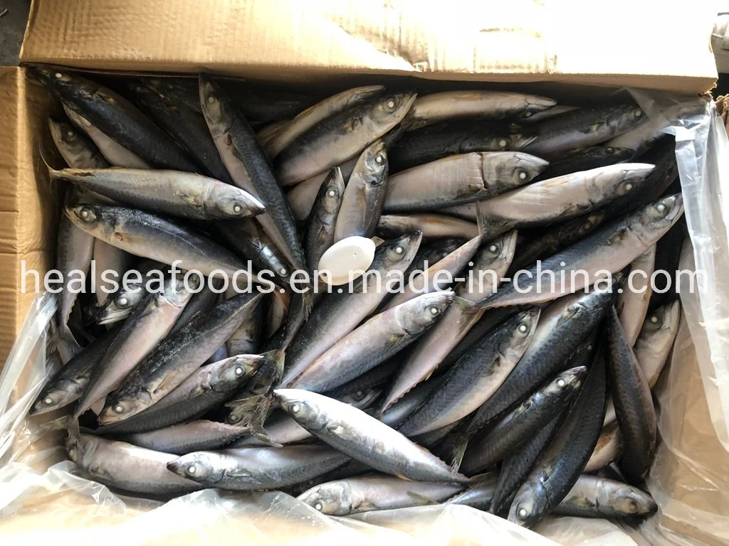 Size 100-150g No. 10 Sea Frozen Pacific Mackerel Thomson Fish for Rwanda