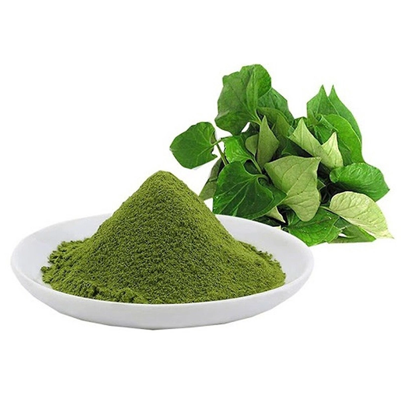 Heart Leaf Houttuynia Herb Extract zur Förderung von Magen 1: 5 1: 10 1: 20 1: 50 in der Ernährung Lebensmittel für die Gesundheitspflege verwendet