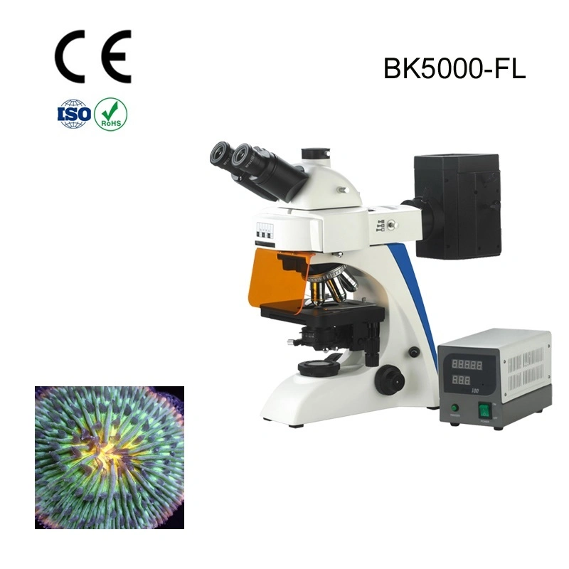 Alltion Microscope Multi-Viewing Educational Teaching Fluorscent Microscope for Low Price