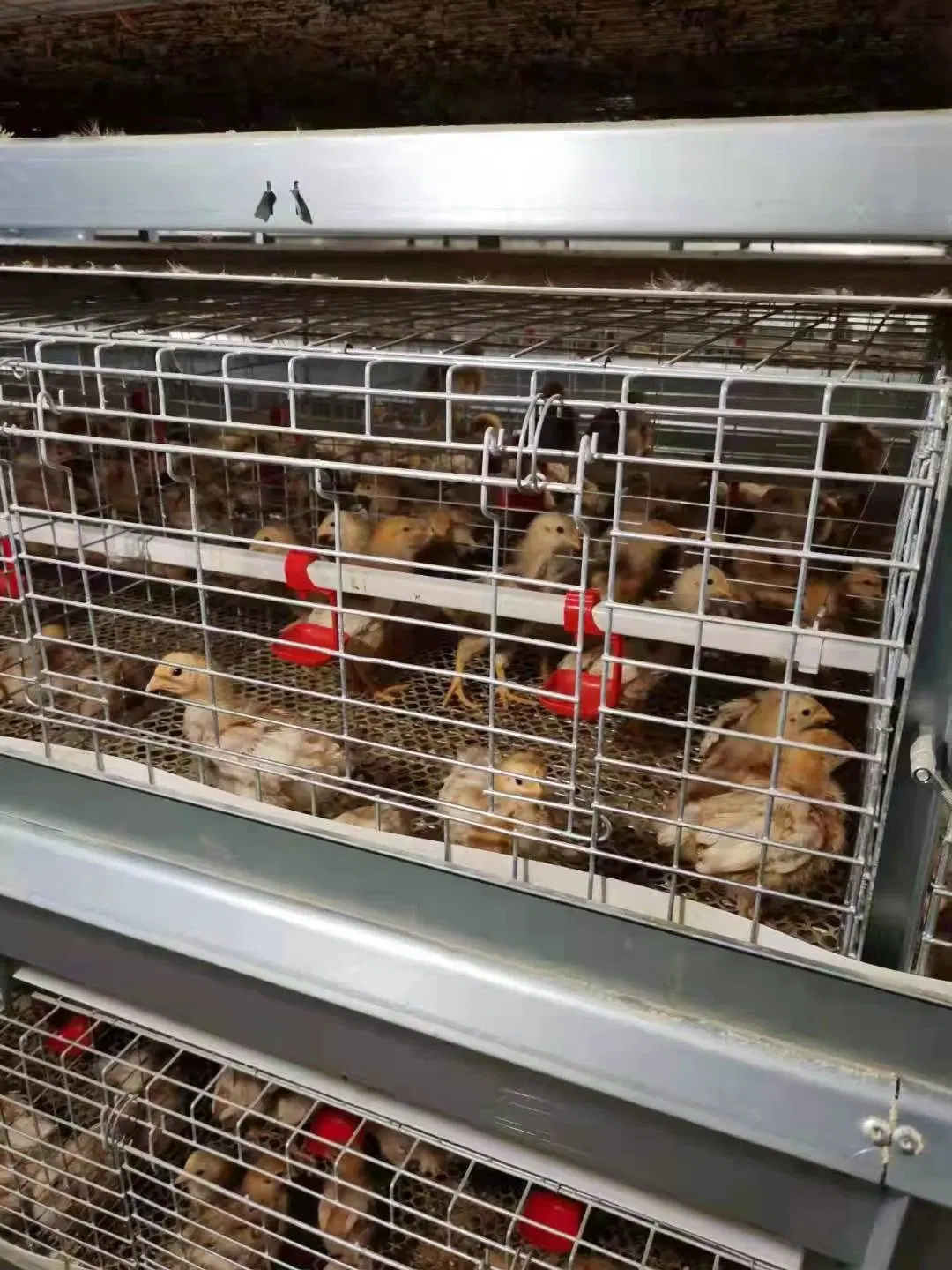 Jaula de tendido de pollo de granja avícola en Malasia