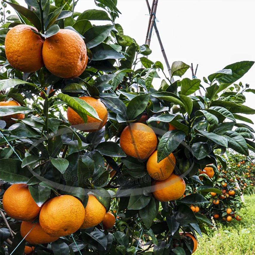 Suministro de calidad superior Natural de naranja fresca de Wogan delicioso de frutas Wogan