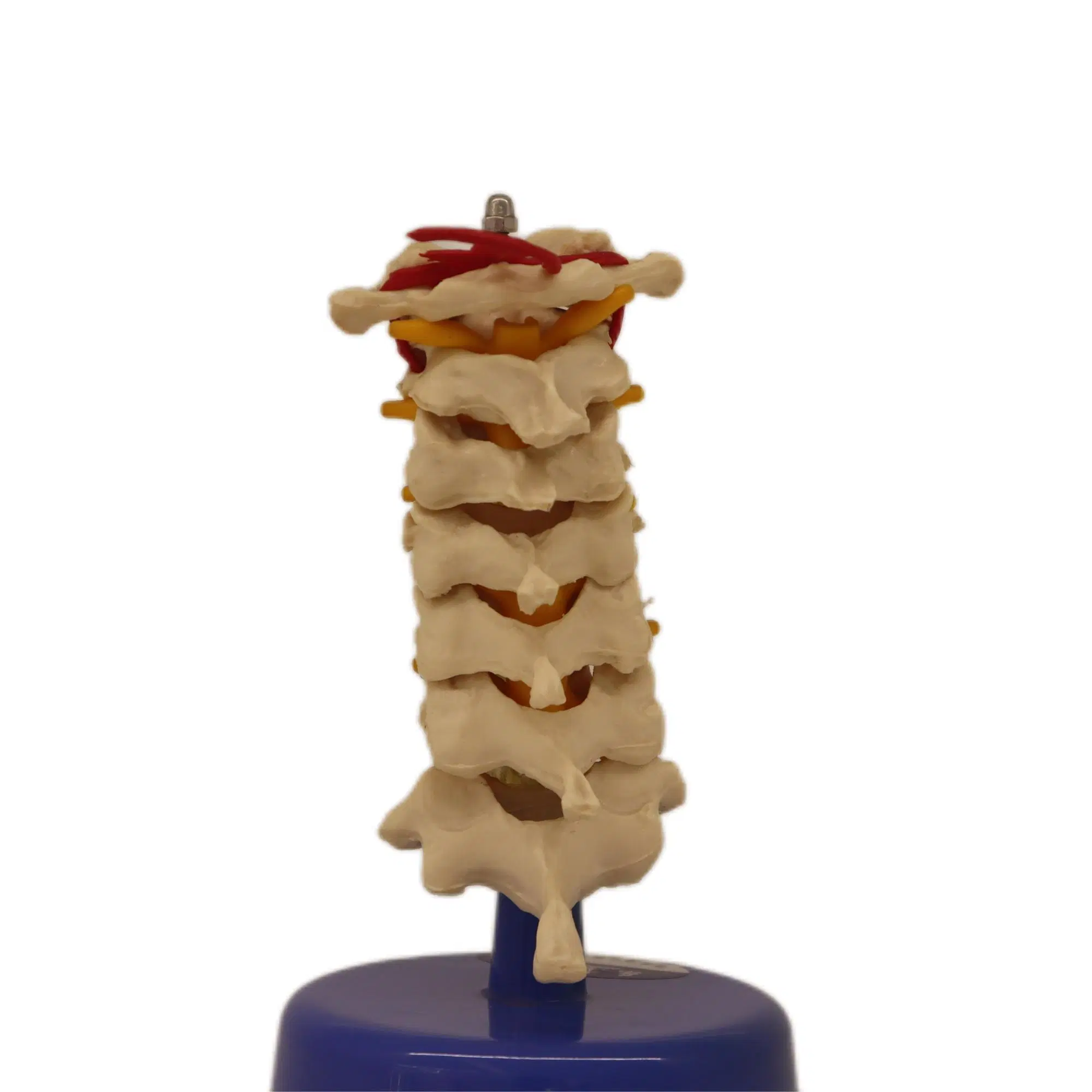 Strong Support PVC Humam Anatomical Model Thoracic Vertebra Model