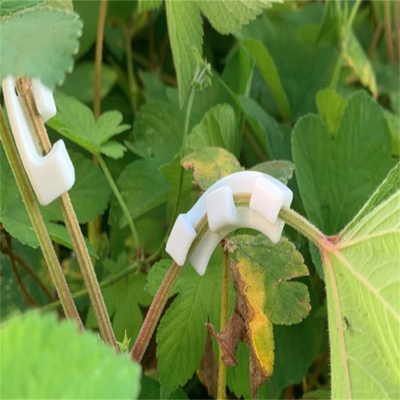 Wassermelone Gemüse Garten Tomate Trellis Clip Kunststoff-Pflanze Stützclip