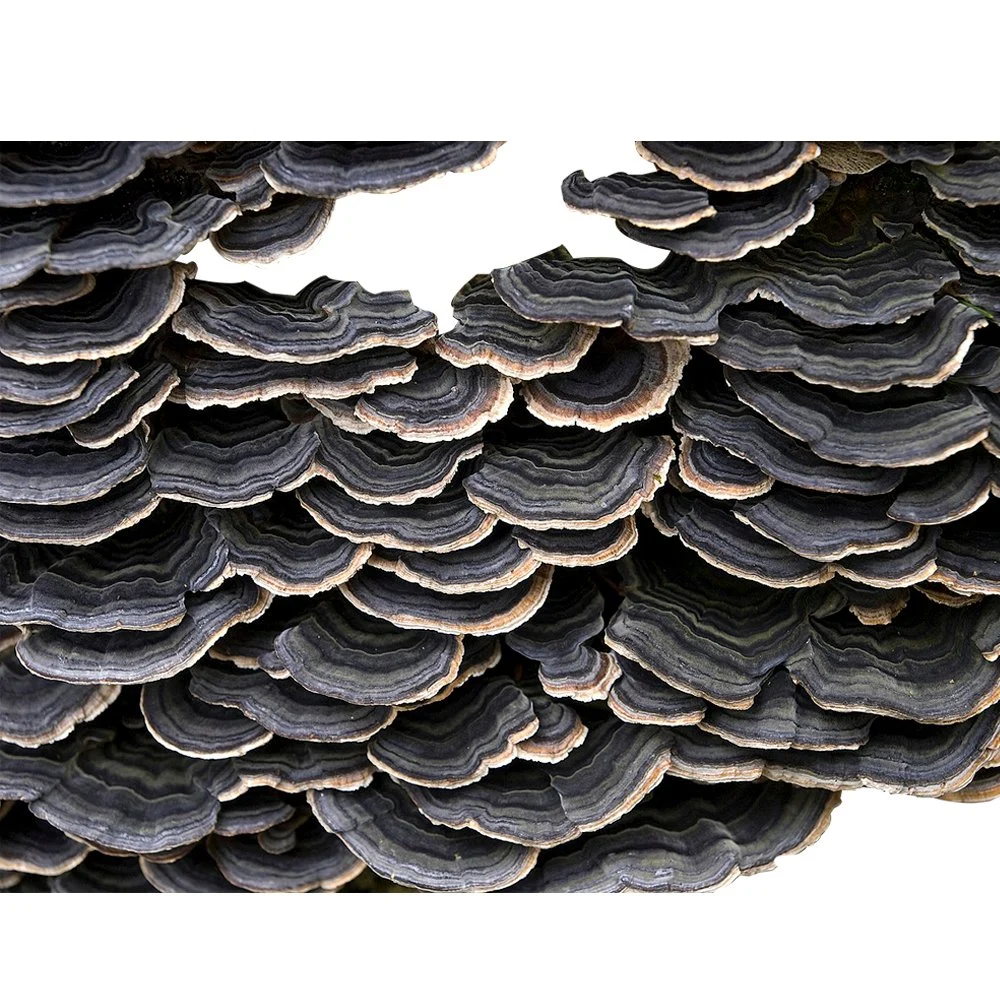 Organic Turkey Tail Mushroom Powder Coriolus Versicolor Mushroom Extract Turkey Tail Extract Water Soluble