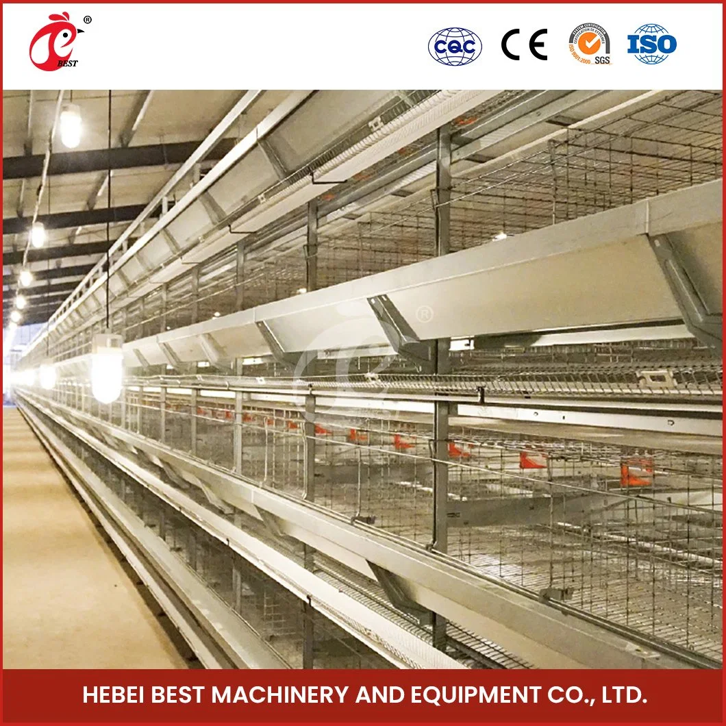 Bestchickencage H Type Hen Coop Breeder Cage China Coop Pullet Chicken House Manufacturing Free Sample Fold Feature 10X20 Pullet Hen Chicken Coop