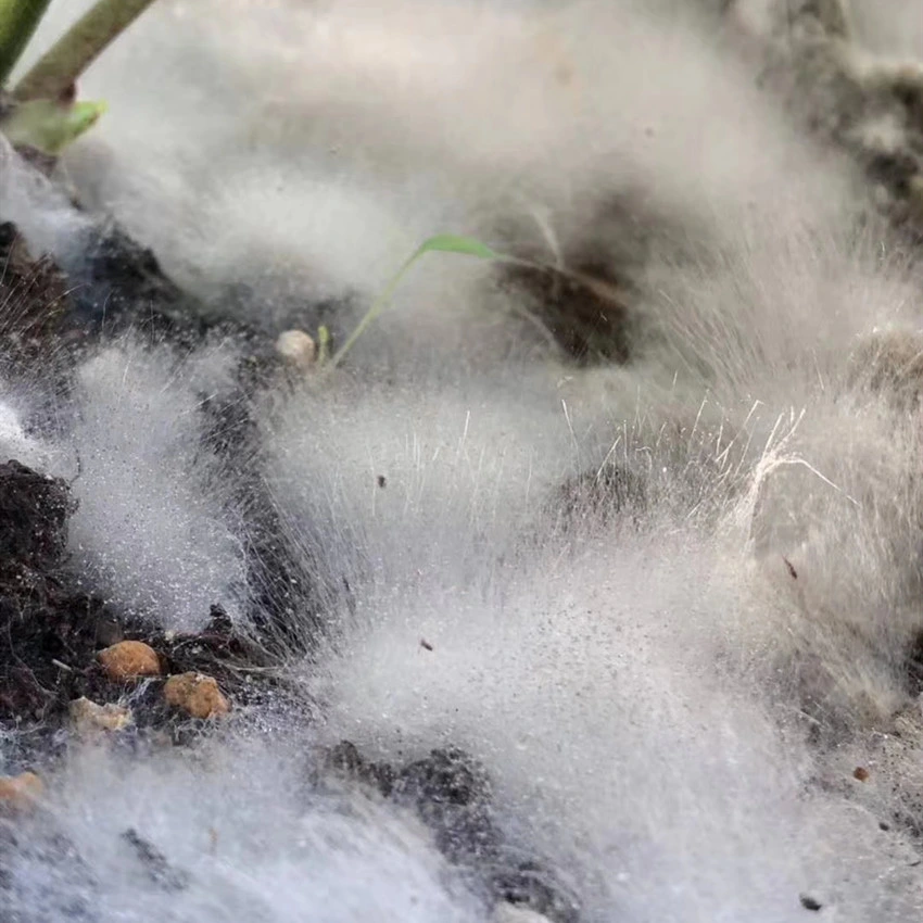 Le compost de produits chimiques organiques microbienne de l'engrais